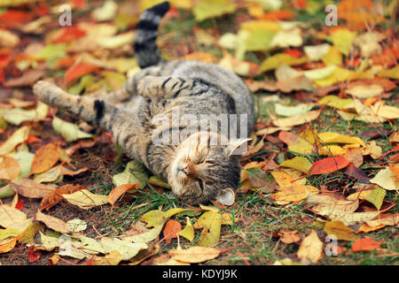 Il gatto si trova sul caduto foglie di giallo Foto Stock