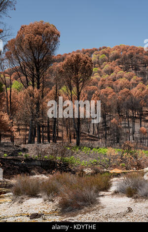 Pini bruciati dopo un incendio di foresta, Rio Tinto area, Rio Tinto miniere, Huelva, Andalusia,Spagna Foto Stock