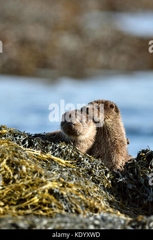 Lontra europea cubs (Lutra lutra) REGNO UNITO Foto Stock