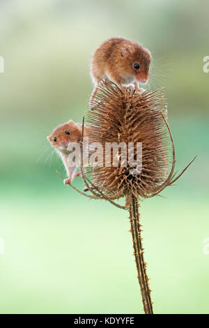 Harvest topi (Micromys minutus) UK su teasel Foto Stock