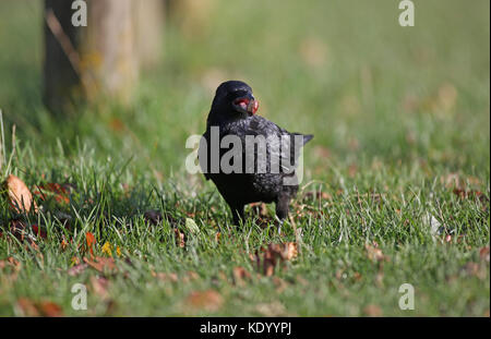 Crow a Wollaton Park, Nottingham Foto Stock