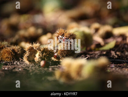 Castagne d'autunno. NUTS e conchiglie sparse in Wollaton Park, Nottingham, Inghilterra. Foto Stock