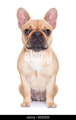 Fawn bulldog francese seduto e poggiante su bianco isolato sfondi Foto Stock
