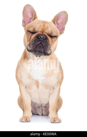 Fawn bulldog francese con gli occhi chiusi e seduta in appoggio sul bianco sfondo isolato Foto Stock