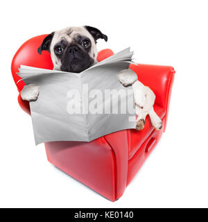 Pug cane quotidiano di lettura stando seduti rilassati in una fresca divano rosso o il lettino Foto Stock