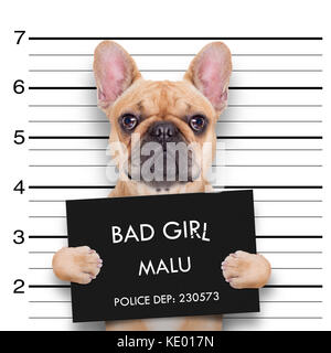 Bulldog penale , presso la stazione di polizia , mugshot foto Foto Stock
