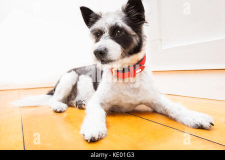 Nero terrier dog sitter e appoggiata a casa sul pavimento cercando riflessivo, indossando un colletto rosso Foto Stock