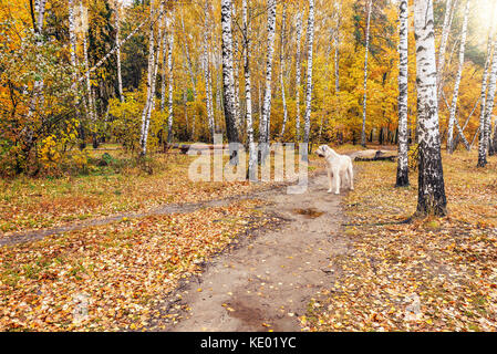 Cane solitario sul percorso. Foto Stock