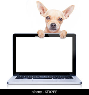 Chihuahua cane dietro un pc notebook con schermo di computer, isolato su sfondo bianco Foto Stock