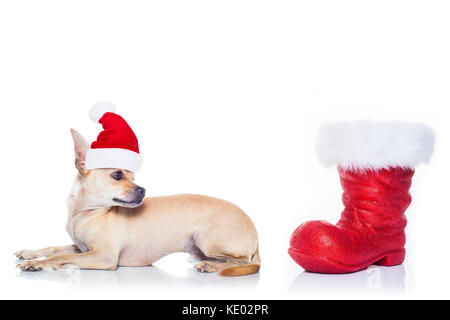 Chihuahua cane con red christmas santa claus hat per le vacanze di natale e parapolvere rosso Foto Stock