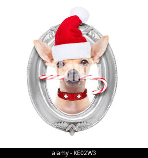 Chihuahua santa claus cane dentro un telaio d'argento sulla parete, con Red Hat per natale , isolato su sfondo bianco Foto Stock