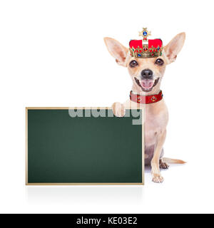 Chihuahua cane come un re con la corona alla ricerca e fissando si ,azienda blank lavagna o cartellone,isolati su sfondo bianco Foto Stock