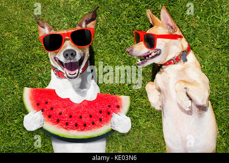 Paio di divertenti e ridere i cani con occhiali da sole, su erba di prato o nel parco sulle vacanze estive Vacanze , uno di mangiare un cocomero fresco Foto Stock