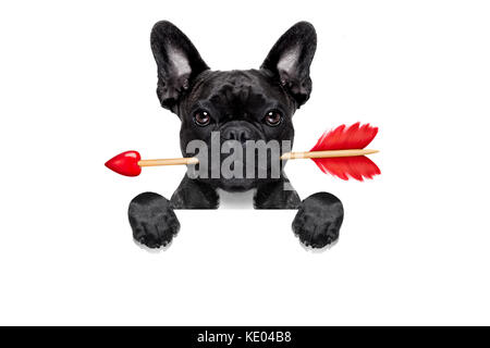 Valentines bulldog francese cane in amore tenendo un amorini freccia con bocca ,dietro vuoto lavagna vuota o un banner , isolato su sfondo bianco Foto Stock