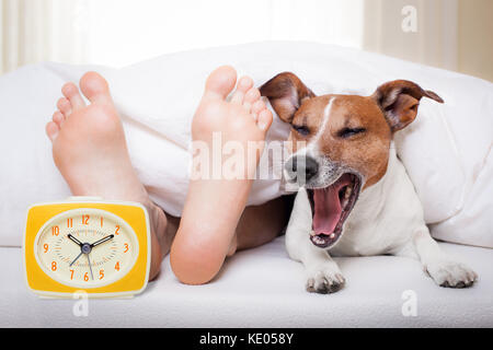 Sbadigliare cane nel letto con il proprietario sotto il letto bianco foglio di caucciù, con sveglia, molto presto la mattina Foto Stock