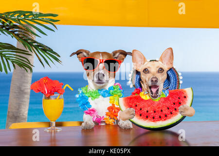 Divertente coppia di cani di bere un cocktail presso il bar in un beach club parte con vista oceano su vacanze estive vacanze, mangiando un fresco succosa anguria Foto Stock