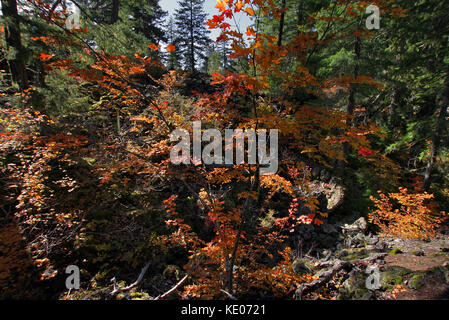 Vitigno di acero proxy lungo il sentiero scende in oregon durante la stagione autunnale Foto Stock