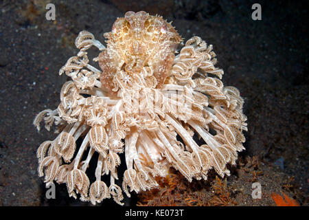 I capretti Broadclub Le Seppie Sepia latimanus, mimetizzata sulla sommità di una piccola patch di Xenia Corallo. Tulamben, Bali, Indonesia. Mare di Bali, Oceano Indiano Foto Stock