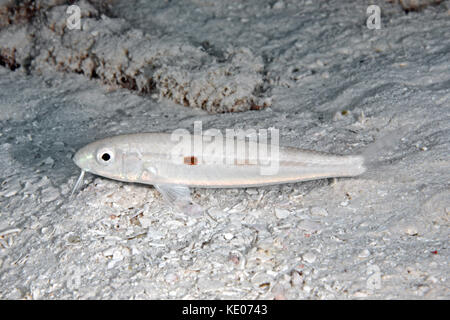 Yellowstriped Goatfish, Mulloidichthys flavolineatus. Foto Stock