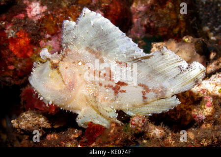 Leaf scorfani, Taenianotus triacanthus, variazione di colore bianco. Noto anche come Paperfish e scorfani di carta. Tulamben, Bali, Indonesia. Foto Stock