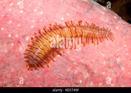 Cetriolo marittimo worm di scala, Gastrolepidia clavigera, strisciando sul suo host holothurian. Foto Stock