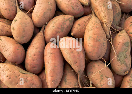 Kamote tuberi, cultivar di patate dolci "Ipomoea batatas', Philippine medicinali vegetali a base di erbe. Foto Stock