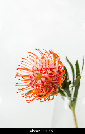 Red leucospermum nutans fiore su sfondo bianco Foto Stock