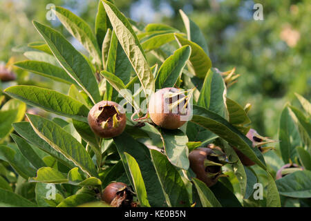 Mespilus o medlars in albero da frutto in primo piano. Foto Stock