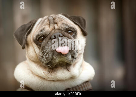 Ritratto di un pug cane all'aperto nel paesaggio autunnale Foto Stock