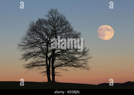 Bald alberi di quercia con la luna piena vicino a Sundern-hellefeld, hochsauerlandkreis, hochsauerland, sauerland, NRW, Germania / kahle eichen mit vollmond bei sunde Foto Stock