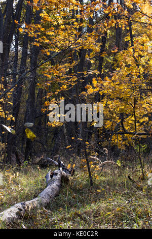 Autunno magnifico sfondo con il vecchio il tumbled-down tree Foto Stock