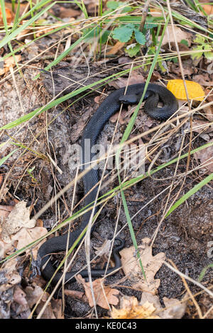 Black viper crogiolarsi al sole autunnale Foto Stock