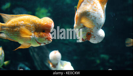 Ritratto di flowerhead cichild pesce nuotare in acquario Foto Stock