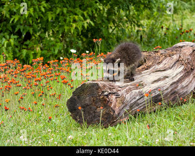 Baby raccoon esplorando un log con fiori arancione in background Foto Stock