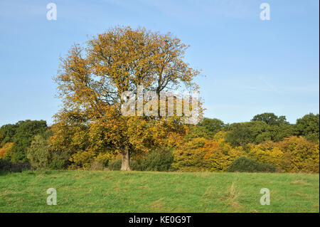 Trent park, london, Regno Unito. Xvii oct, 2017. I colori autunnali in trent park a Enfield, a nord di Londra. Credito: Matteo chattle/alamy live news Foto Stock