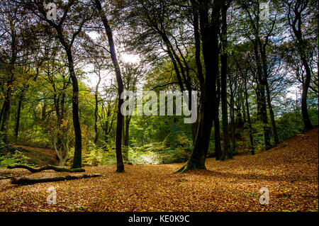 Bolton, lancashire, Regno Unito. Xvii oct, 2017. glorioso sole autunnale illumina smithills hall boschi, Bolton, lancashire. Foto di credito: Paolo heyes/alamy live news Foto Stock