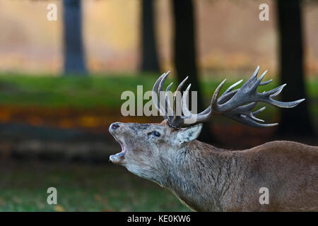 Londra, Regno Unito. Xvii oct, 2017. Regno Unito Meteo. Red Deer Cervus elaphus stag muggito all'alba durante rut Bushy Park London Ottobre Credito: David Tipling Photo Library/Alamy Live News Foto Stock