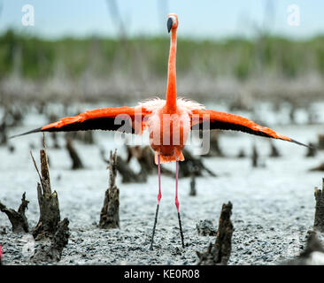 Caraibi fenicotteri ( Phoenicopterus ruber ruber). rio maximo, Camaguey, Cuba. Foto Stock