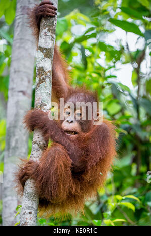 Central bornean orangutan ( pongo pygmaeus wurmbii ) in habitat naturale sull'albero. natura selvaggia nella foresta pluviale del Borneo. Foto Stock