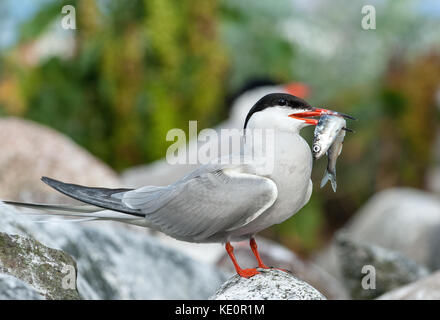 Bird con pesci. Il comune tern (Sterna hirundo) è un uccello della famiglia tern sternidae. Foto Stock