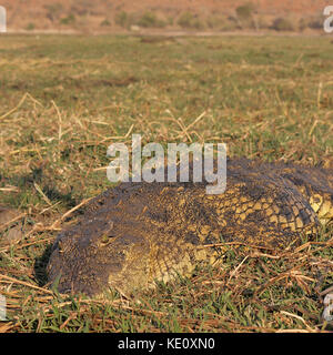 Coccodrillo del Nilo nel Parco Nazionale Chobe, Botswana Foto Stock