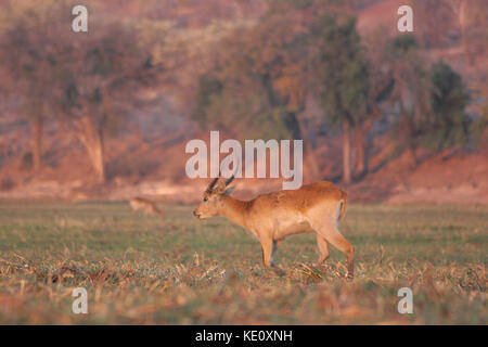 Lechwe rosso di Chobe National Park, Botswana Foto Stock