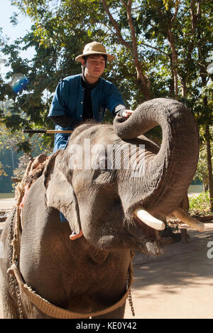 Mahout ed elefante lavorando all'Elephant Conservation Centre a Lampung, vicino a Chiang Mai, Thailandia del Nord Foto Stock