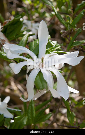 Magnolia stellata ai National Rhododendron Gardens di Olinda, nelle Dandenong Ranges, fuori Melbourne, Australia Foto Stock