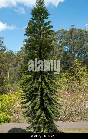 Il raro e minacciato pino Wollemi, una conifera Araucariana riscoperta in una foresta del nuovo Galles del Sud nel 1994 Foto Stock