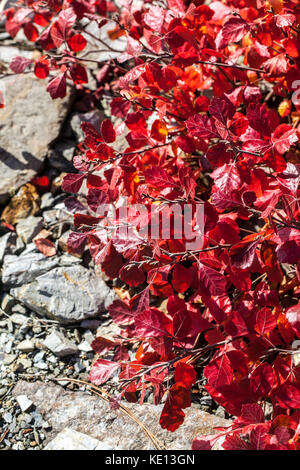 Fragrante, sommacco Rhus aromatica 'Gro-bassa', fogliame di autunno Foto Stock