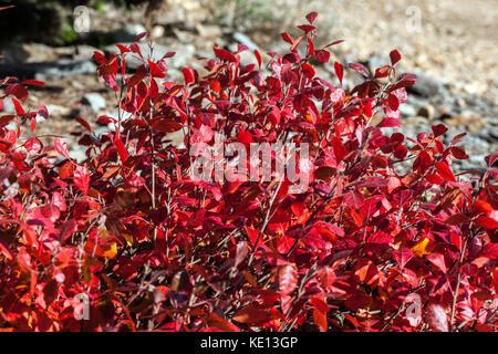 Fragrante, sommacco Rhus aromatica 'Gro-bassa', fogliame di autunno Foto Stock