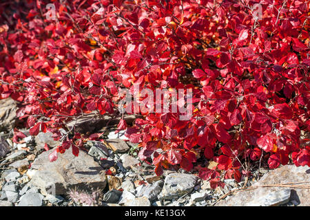 Fragrante sumac, Rhus aromatica 'Gro-low', fogliame autunnale piante di copertura Foto Stock