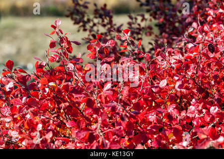 Fragrante sumac, Rhus aromatica 'Gro-low', foglie autunnali rosse autunno Foto Stock