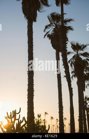 Le palme in silhouette in Venice Beach in California. Foto Stock